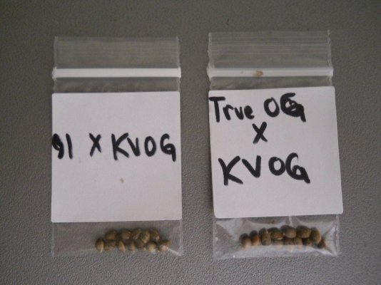 King's Chem and True King's OG tested by Rival79!