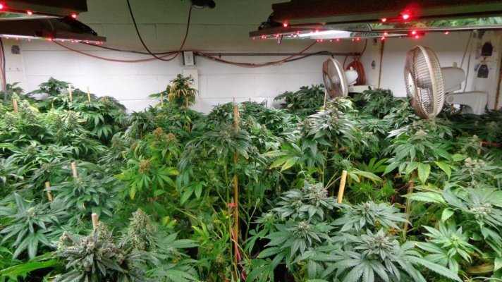 comparison grow:  HPS vs Induction