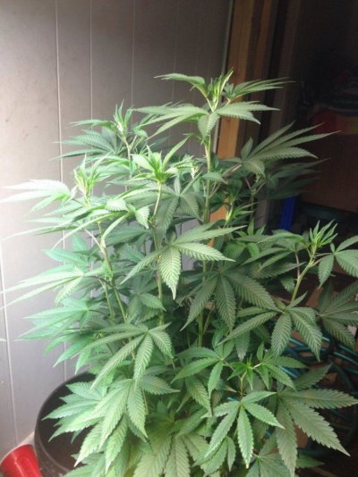 Alien cookie og and Girl Scout Candy