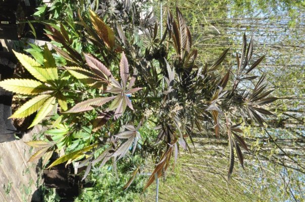 Alion (BlueDream (snoops) x AlienKush (f2)