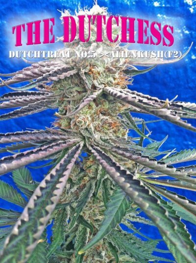 The Dutchess (DutchTreat No.5 x AlienKush f2))