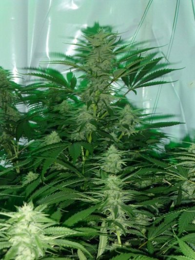 First grow room - let the wild rumpus begin!