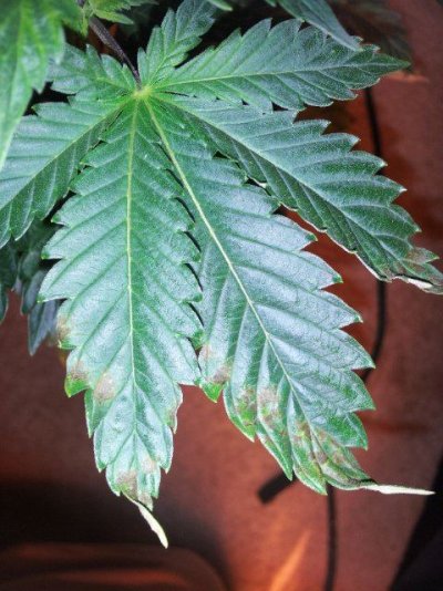 Some kind of deficiency
