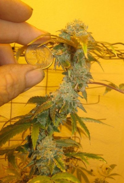 cookietopquarter47days.JPG