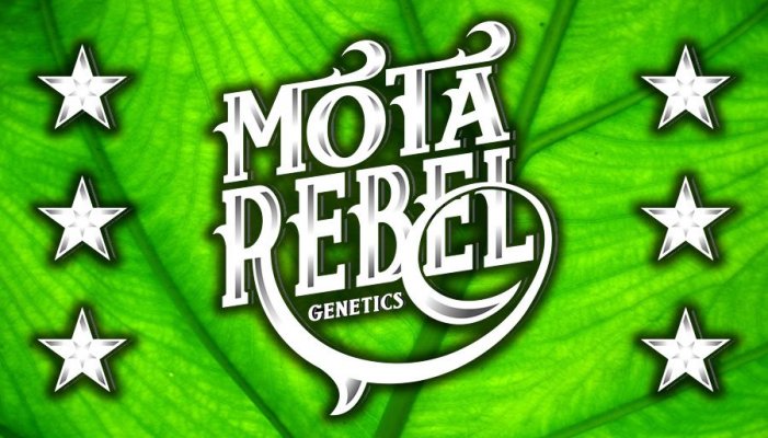The new logo......