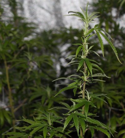 White Widow X God's Gift OG 1st gen. seeds home breed