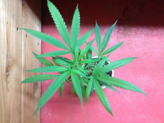 Blue Dream x's with ?