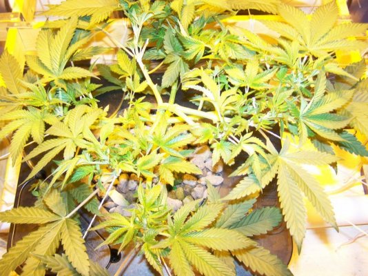 snowdawg-x-hells-angels-og-kush-14.jpg