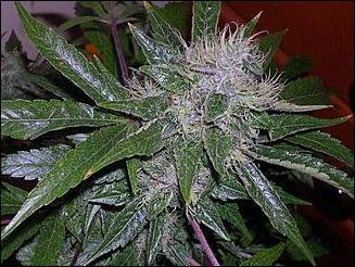 og-kush-x-dpd-f2-3.jpg