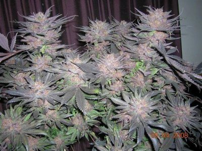 Mendo_tops_56_days.JPG