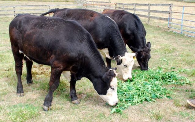 potcows3.jpg