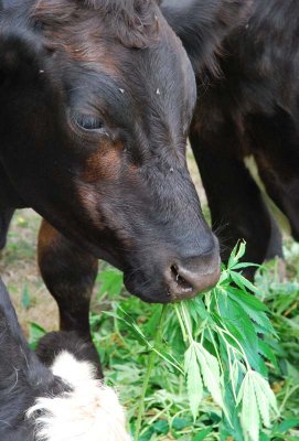 potcows6.jpg