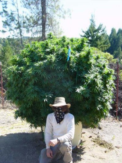 subcool090108ch9flowerfeminized.jpg