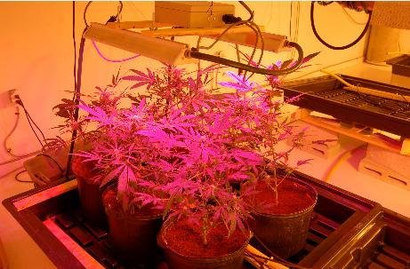led-growing-with-the-ti-smart-2.jpg