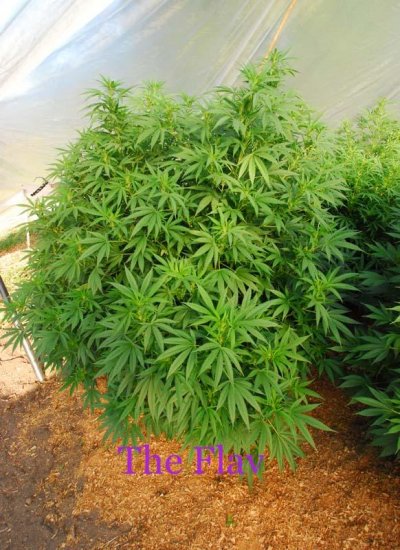 budset5.jpg