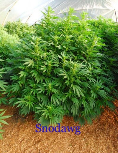 budset6.jpg