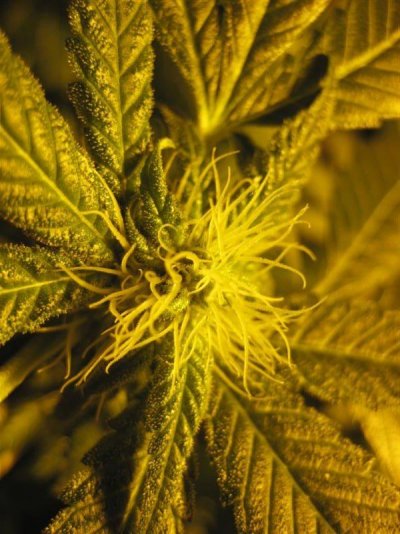 growshow 298 (Medium).jpg