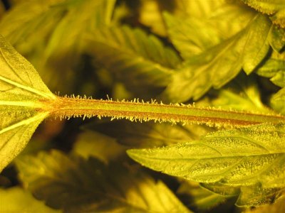 growshow 314 (Medium).jpg