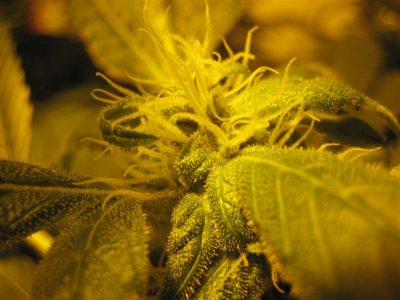 growshow 316 (Medium).jpg