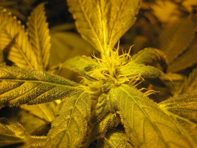 growshow 318 (Medium).jpg