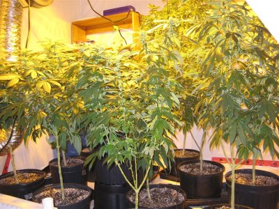 growshow 322 (Medium).jpg