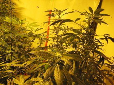growshow 326 (Medium).jpg
