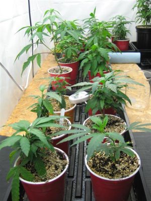growshow 327 (Medium).jpg