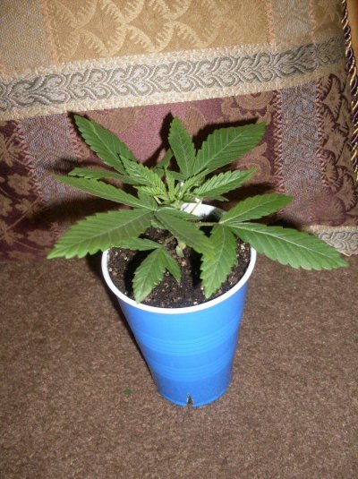 400w Cab Soil Grow