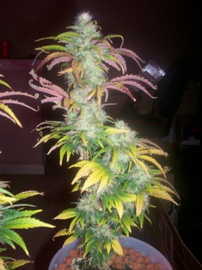 day 42 002.JPG