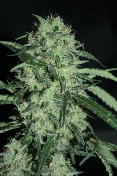 Dairy Queen aka Dank#1 @ 63 days