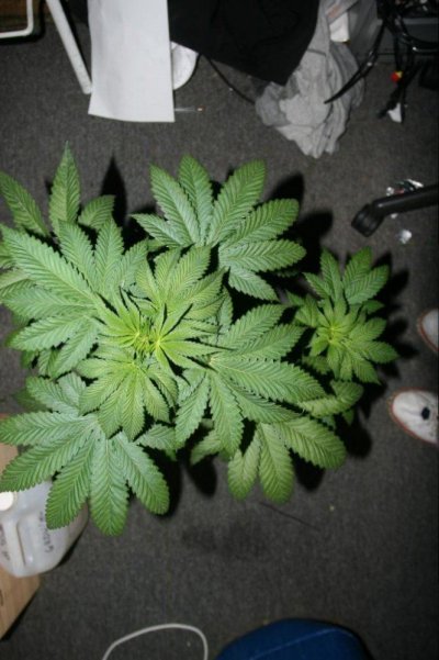 chem-valley-kush-grow-log-4.jpg