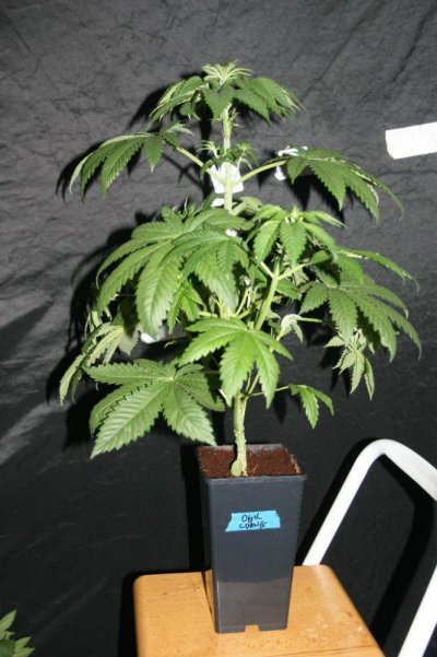 chem-valley-kush-grow-log-8.jpg