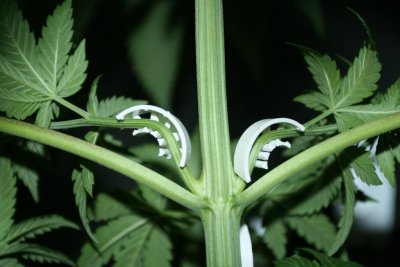 chem-valley-kush-grow-log-12.jpg