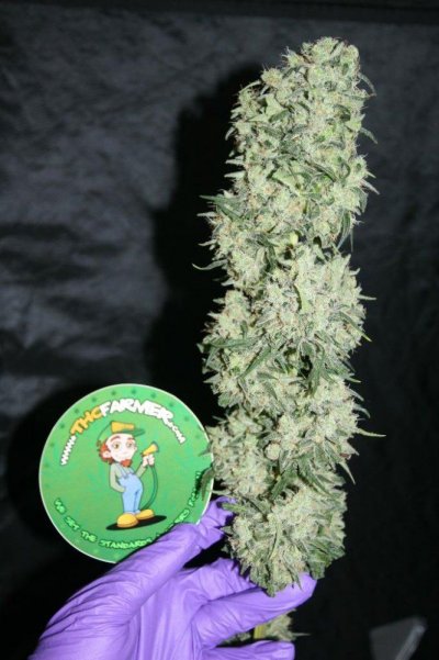 Dairy Queen aka Dank#1 @ 63 days