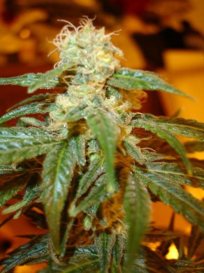 first grow in 15  or so years 093.jpg
