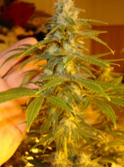 first grow in 15  or so years 092.jpg