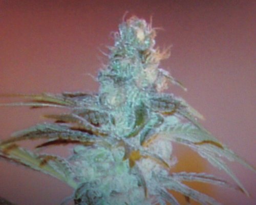 first grow in 15  or so years 104.jpg