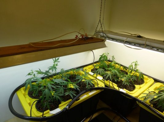 Apache T8 LED's - in the (photo) flesh