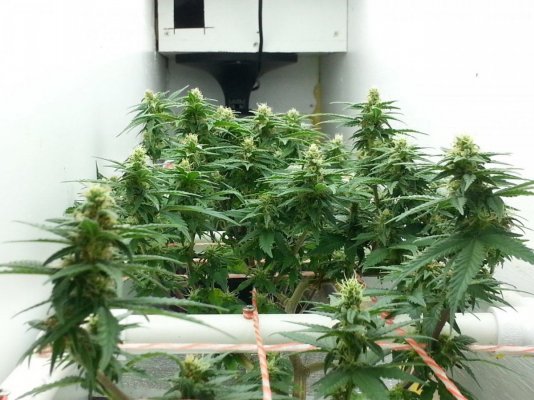 test scrog grow
