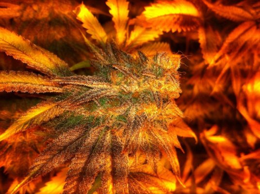 Lemon Alien Dawg - Nectar Run