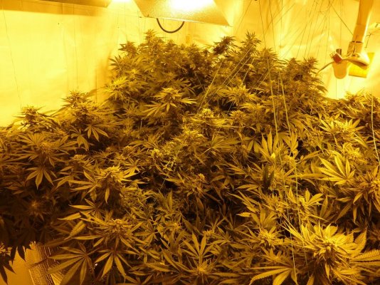 130722 rest of plants