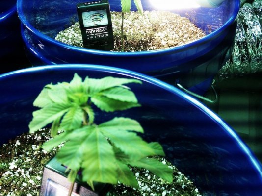 First grow everpurple diesel in soil indoors 400w and cfl 4 First grow everpurple diesel in soil indoors 400w and cfl 4