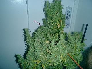 6499-26_monster_diesel.jpg