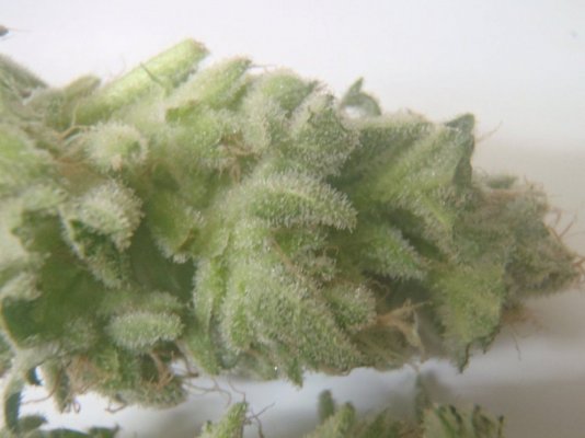 anyone ever tried real organic hydroponics?