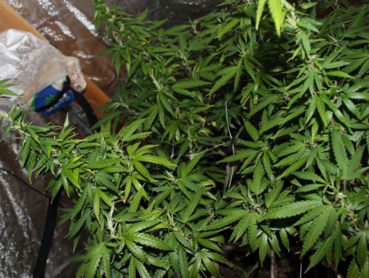 White Widow X God's Gift OG 1st gen. seeds home breed