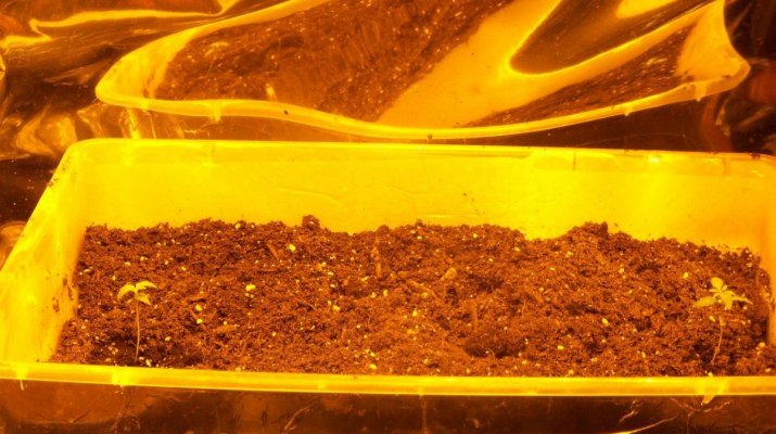 Growing Nirvana's Northern Lights and White Widow(2nd Go Around).