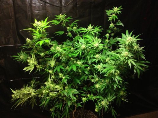 Diesel Fire