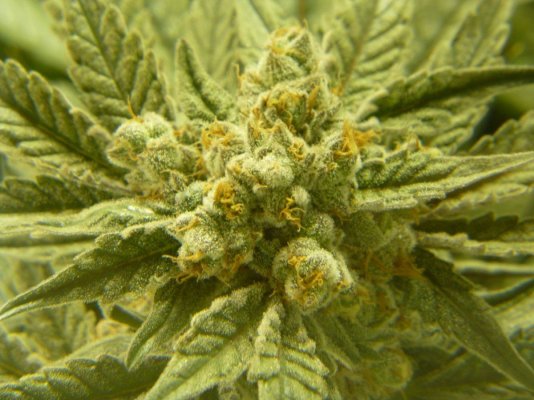 Gauging when to flush on unknown strain