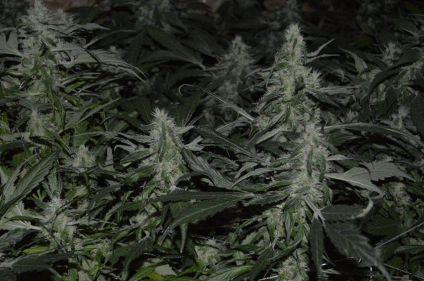 Kryptonite under construction!!!