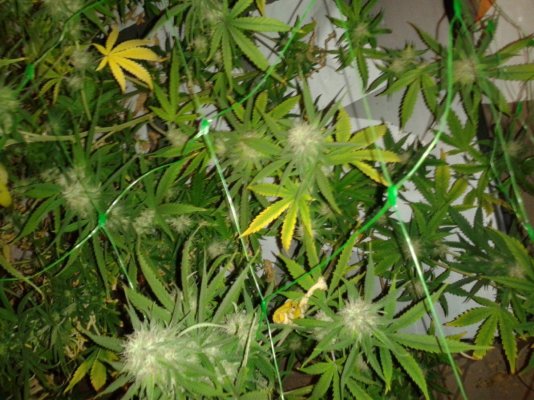 first-nft--pics-please-look-6.jpg